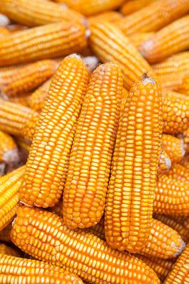 Heirloom Yellow Truckers Favorite Corn Seed OP One Pound