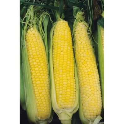 Honey Select Triple Sweet Yellow Hybrid Corn seed One pound