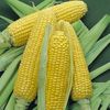 Hybrid Bodacious Sugar Enhanced Yellow Sweet Corn Seed Treated Non GMO