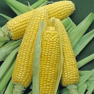 Hybrid Bodacious Sugar Enhanced Yellow Sweet Corn Seed Treated Non GMO