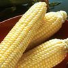 Incredible Sugar Enhanced Yellow Sweet Corn Seed Treated One Pound