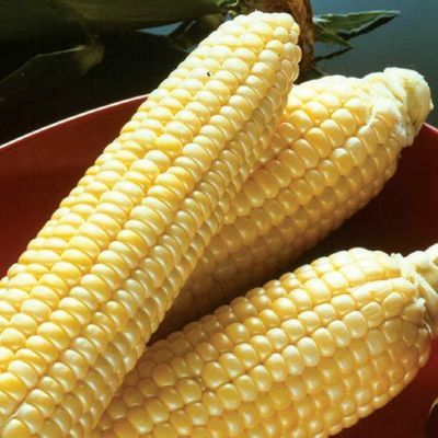 Incredible Sugar Enhanced Yellow Sweet Corn Seed Treated One Pound