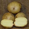 Dakota Pearl Seed Potatoes 50 lbs IN STORE PICKUP ONLY Dakota Pearl Seed Potatoes 50 lbs IN STORE PICKUP ONLY