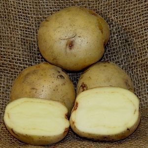 Dakota Pearl Seed Potatoes 50 lbs  IN STORE PICKUP ONLY