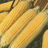 Kandy Korn Yellow Hybrid Sweet Corn Seeds One Pound