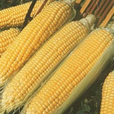 Kandy Korn Yellow Hybrid Sweet Corn Seeds One Pound