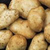 Kennebec Seed Potatoes 50 lbs IN STORE PICKUP ONLY Kennebec Seed Potatoes 50 lbs IN STORE PICKUP ONLY