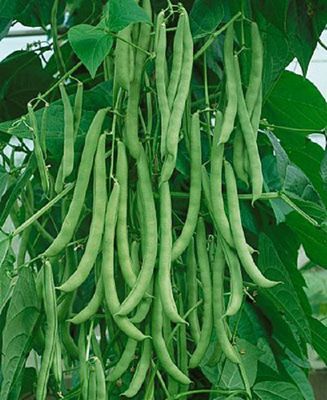 Kentucky Wonder Pole Bean One Pound