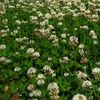 Ladino White Clover One Pound