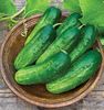 Long Green Improved Cucumber Seeds 