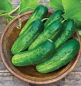 Long Green Improved Cucumber Seeds 