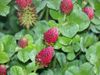 Medium Red Clover One Pound