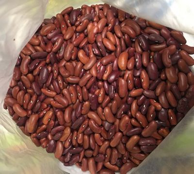 Heirloom Dark Red Kidney Bean Open Pollinated Non GMO Half Pound