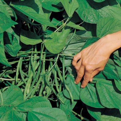 Jade Stringless Bush Bean Container Friendly One Pound