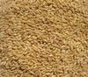 5 lbs Winter Wheat Seed Deer Food Plot/ Garden Cover Crop