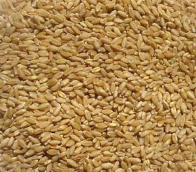 5 lbs Winter Wheat Seed Deer Food Plot/ Garden Cover Crop