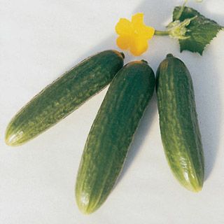 Muncher Cucumber (burpless)