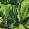Mustard Tendergreen  Seeds
