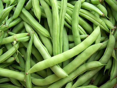 Old Dutch White Half Runner Bean Seeds Half Pound  