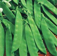 Heirloom Oregon Sugar Pod / Salad Pea / Snow Pea *Half-Pound*