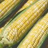 Peaches & Cream Hybrid Bicolor Sweet Corn Treated Seed One Pound