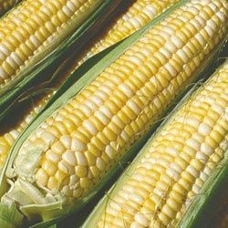 Peaches & Cream Hybrid Bicolor Sweet Corn Treated Seed One Pound