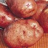 Red LaSoda Seed Potatoes 50 lbs IN STORE PICKUP ONLY Red LaSoda Seed Potatoes 50 lbs IN STORE PICKUP ONLY