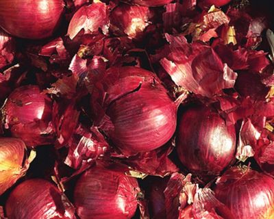 Red Onion Sets 1 Pound