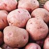 Red Pontiac Seed Potatoes 50 lbs IN STORE PICKUP ONLY Red Pontiac Seed Potatoes 50 lbs IN STORE PICKUP ONLY