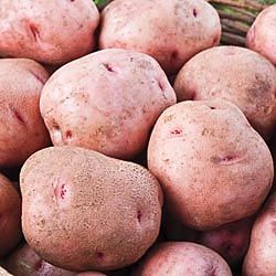 Red Pontiac Seed Potatoes 50 lbs  IN STORE PICKUP ONLY