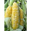 Serendipity Triple Sweet Bicolor Hybrid Sweet Corn Seeds One Pound