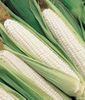Silver Queen White Sweet Corn Treated Seeds One Pound