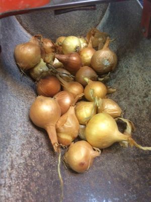 Spainish Sweet Onion Sets 1 Pound