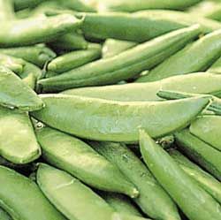 Heirloom Sugar Ann Pea Seeds Half Pound