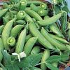 Heirloom Sugar Snap Pea Seeds Half Pound