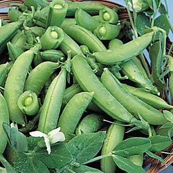 Heirloom Sugar Snap Pea Seeds Half Pound