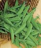 Heirloom Super Sugar Snap Pea Seeds One Pound