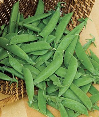 Heirloom Super Sugar Snap Pea Seeds One Pound