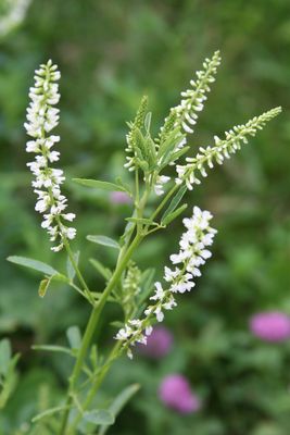 White Blossom Sweet Clover One Pound