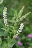White Blossom Sweet Clover One Pound