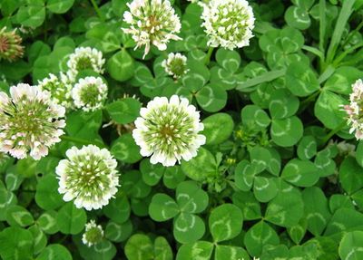White Dutch Clover seed One Pound