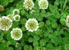 White Dutch Clover seed One Pound