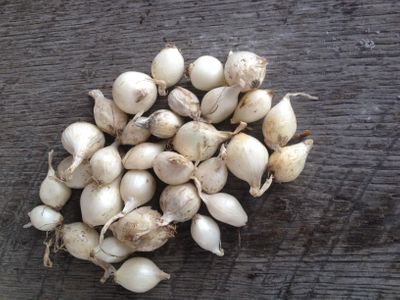 White Onion Sets 1 Pound