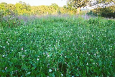 Wildlife Food Plot Seeds