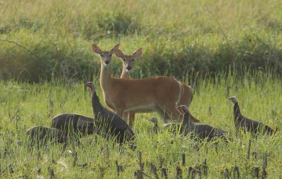 Birds, Bees, Wildlife Food Plot Seeds, Attracrtants & Feeders