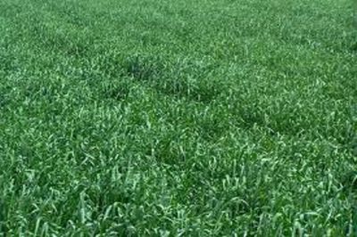 Winter Wheat Four Pounds