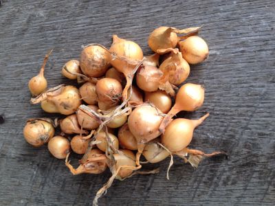 Yellow Onion Sets 1 Pound
