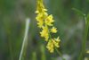 Yellow Sweet Clover Seeds One Pound