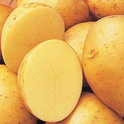 Yukon Gold Seed potatoes  IN STORE PICKUP ONLY