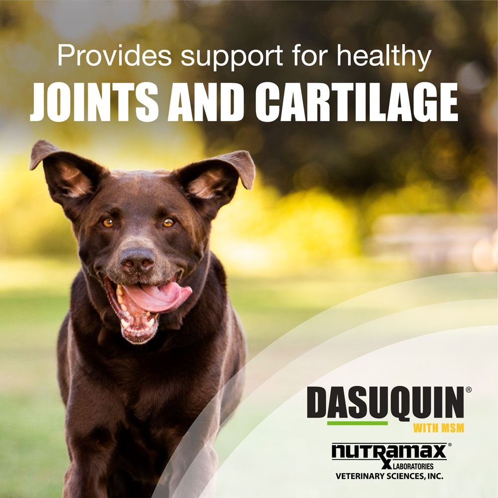 Nutramax Dasuquin with MSM Joint Health Supplement for Large Dogs